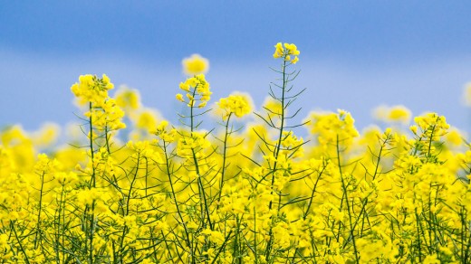 The resulting hybrid rapeseed plants are named Canola – Can (Canada), ola (oil), as the hybridization was done in Canada.