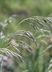 Helictotrichon sempervirens (Blue oat grass) flower