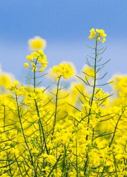 The resulting hybrid rapeseed plants are named Canola – Can (Canada), ola (oil), as the hybridization was done in Canada.